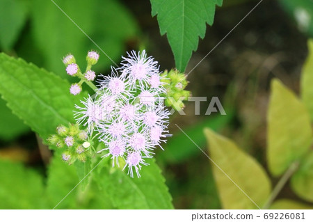 土生土長的富士巴卡馬（西紫藤ha）在路邊盛開 69226081