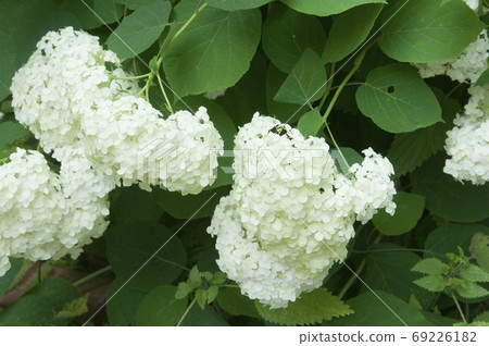 Bush blooming white hydrangea Bush blooming white hydrangea 69226182