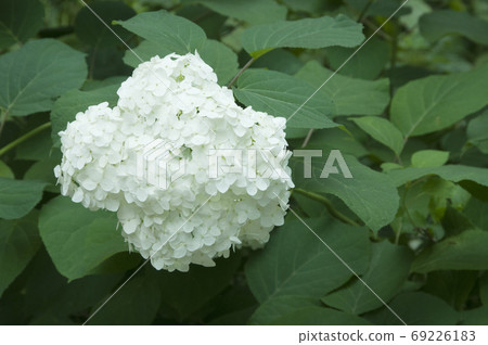 Bush blooming white hydrangea 69226183