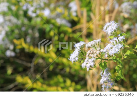 white small flower in village thailand white small flower in village thailand 69226340