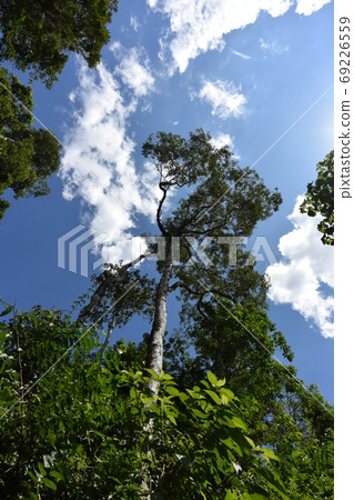 一棵伸向藍天的樹。世界遺產伊瓜蘇瀑布的性質。 69226559