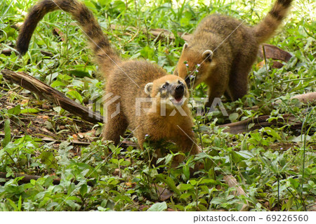 浣熊，伊瓜蘇瀑布。阿根廷的野生動物。 69226560