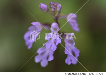 Okinawa hummingbird flowers blooming near the coast of Amami Oshima Okinawa hummingbird flowers blooming near the coast of Amami Oshima 69226721