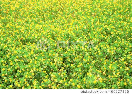 點擊三葉草雜草草花植物 69227336