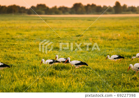 Group Of European White Storks Ciconia Ciconia Feeding In Summer Meadow. Wild Birds In Sunny Evening In Belarus Group Of European White Storks Ciconia Ciconia Feeding In Summer Meadow. Wild Birds In Sunny Evening In Belarus 69227398