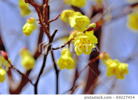 春天開花的樹/南水木 春天開花的樹/南水木 69227454
