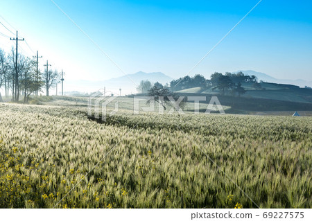 Misty green barley field 69227575