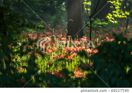 在森林裡的石蒜 在森林裡的石蒜 69227590