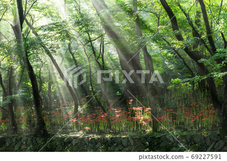 財政化和大放異彩 財政化和大放異彩 69227591