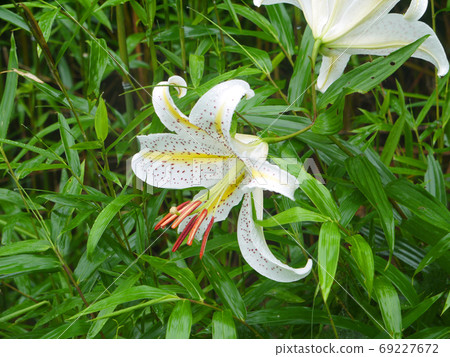 筑波山原生的山百合花 69227672
