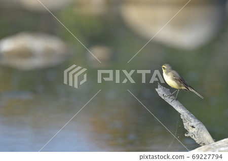 On the trunk of a riverbed. On the trunk of a riverbed. 69227794