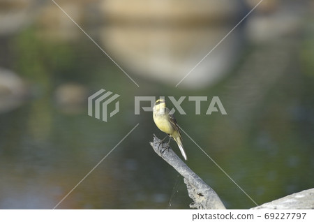 On the trunk of a riverbed. 69227797