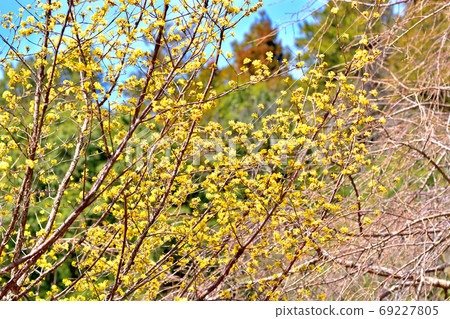 春天盛開的花草樹木 69227805