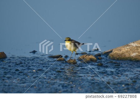 一艘小船，一隻可愛的小鳥，有川河。 69227808