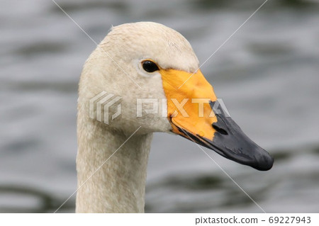 Swan with a confident expression Swan with a confident expression 69227943