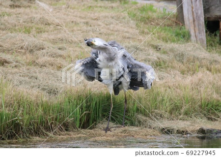 Heron that drains at full power Heron that drains at full power 69227945