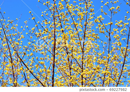 Trees and flowers that bloom in spring Trees and flowers that bloom in spring 69227982