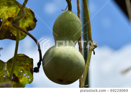 Tree gourd Tree gourd 69228069