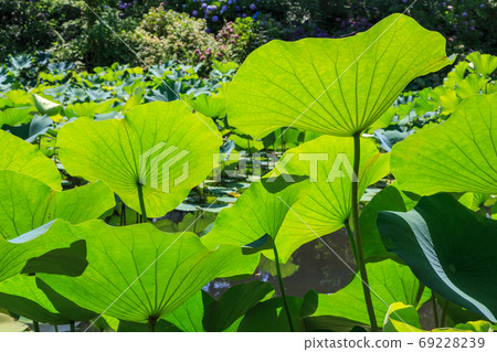 Lotus Lotus 69228239
