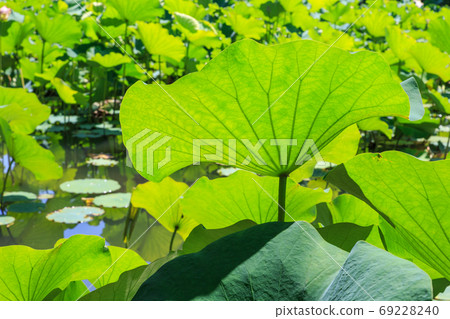 Lotus 69228240