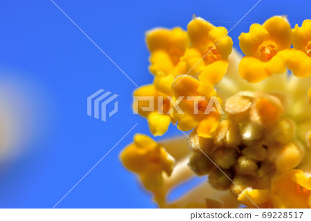 Trees that bloom in spring, Mitsumata 69228517