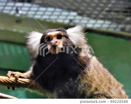 Hitachi City Kamine Zoo-Have a brain closely related to humans? "Common Marmoset" 69228588