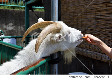 收到食物的 柴刀 的幸福面孔 日立市加米動物園 照片素材 圖片 圖庫