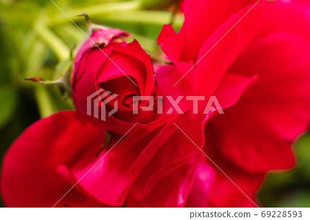 Picture of a pretty rose with a beautiful red 69228593