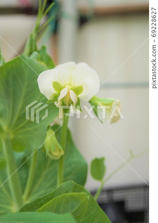 豌豆豌豆豌豆花家庭花園蔬菜植物 豌豆豌豆豌豆花家庭花園蔬菜植物 69228627