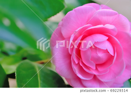 Trees and camellias that bloom in spring Trees and camellias that bloom in spring 69229314