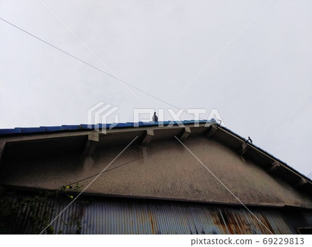 An electric wire with a dove and bitter vine vines entwined on the blue roof of an old house over 50 years old. A cloud of typhoons approaching the sky and hanging low. An electric wire with a dove and bitter vine vines entwined on the blue roof of an old house over 50 years old. A cloud of typhoons approaching the sky and hanging low. 69229813