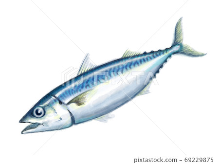 鯖魚_D手繪_無字母 鯖魚_D手繪_無字母 69229875