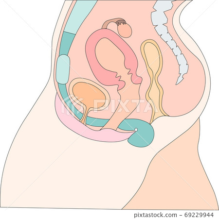 Female genitals illustration 4 Female genitals illustration 4 69229944