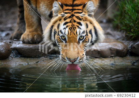 Close up Siberian or Amur tiger drinking water from lake 69230412