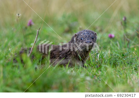 Lutra in nature habitat. Portrait of water predator 69230417
