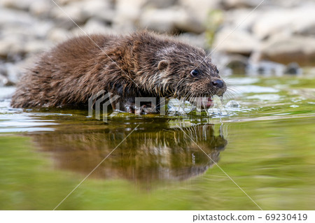 Lutra in nature habitat. Portrait of water predator 69230419