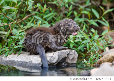 Lutra in nature habitat. Portrait of water predator 69230424