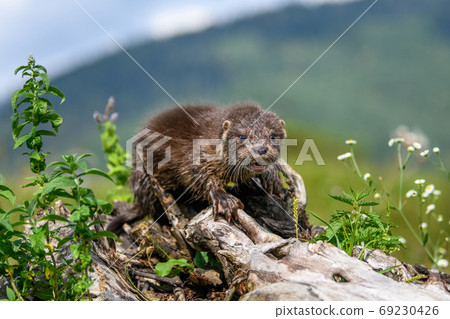Lutra in nature habitat. Portrait of water predator 69230426