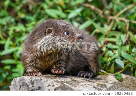 Lutra in nature habitat. Portrait of water predator Lutra in nature habitat. Portrait of water predator 69230428