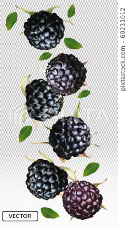 Blackberry from different angles. Whole black raspberry with green leaf on transparent background. Fresh summer berry. Illustration for your poster, banner, natural product. Vector illustration 69231012