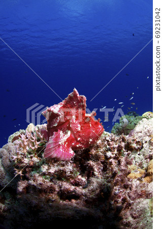 Hadaka Haokoze 69231042