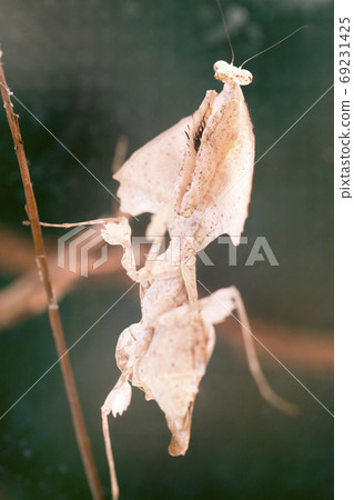 Kaleha Mantis Kaleha Mantis 69231425