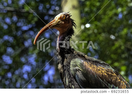 Geronticus eremita known as waldrapp, hermit or northern bald ibis Geronticus eremita known as waldrapp, hermit or northern bald ibis 69231655