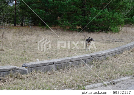 A feral dog in the Chernobyl exclusion zone. Homeless animals in the territory contaminated with radiation. 69232137