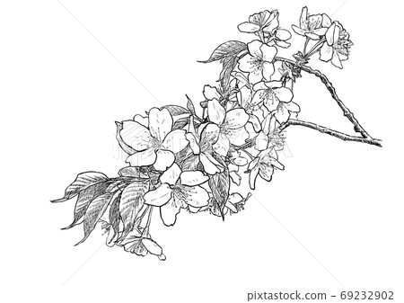 Pen drawing of a branch of a mountain cherry tree 69232902