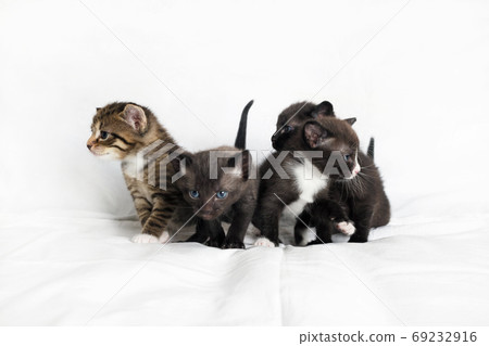Little cute kittens 69232916