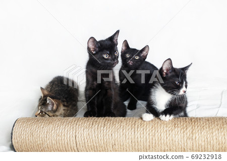Four cute kittens Four cute kittens 69232918