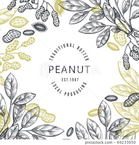 Hand drawn peanut branch and kernels design template. Organic food vector illustration on white background. Retro nut background. Engraved style botanical picture. Hand drawn peanut branch and kernels design template. Organic food vector illustration on white background. Retro nut background. Engraved style botanical picture. 69233050