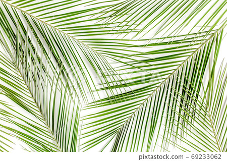 Texture made of tropical Phoenix palm leaves, leaf on white background. flat layout, top view Texture made of tropical Phoenix palm leaves, leaf on white background. flat layout, top view 69233062