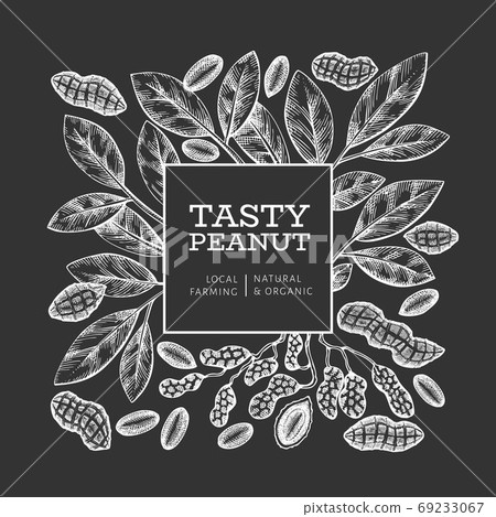 Hand drawn peanut branch and kernels design template. Organic food vector illustration on chalk board. Retro nut illustration. Engraved style botanical picture. 69233067